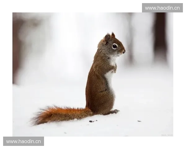 英雄松鼠与森林守护者们的冒险之旅拯救家园的奇幻故事